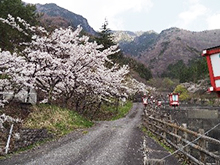 2023_sakura_03.jpg